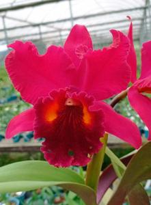 Rhyncholaeliocattleya Suzuki's Dark