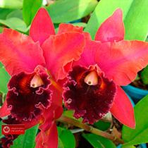 Rhyncholaeliocattleya Suzuki's Dark