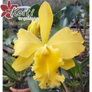 Rhyncholaeliocattleya Suzuki's Lemon Tree