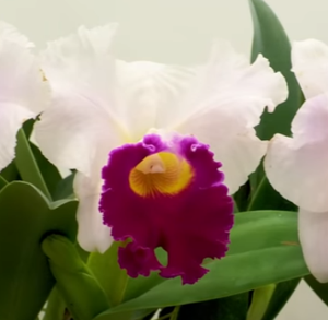 Rhyncholaeliocattleya Izumi Carol