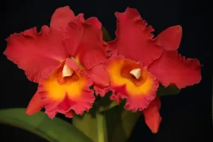Rhyncholaeliocattleya Suzuki's Matrix