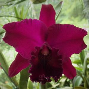 Rhyncholaeliocattleya Ken Griffith