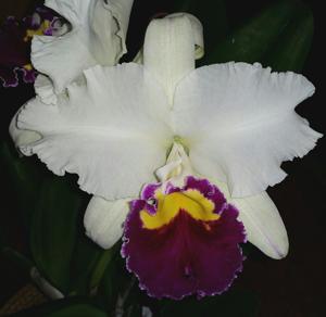 Rhyncholaeliocattleya Valley Isle Queen