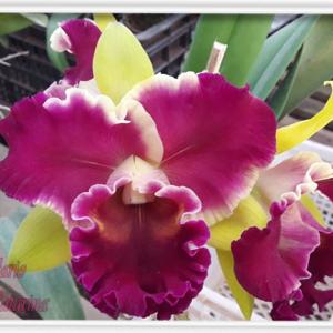 Rhyncholaeliocattleya Veronica Serra