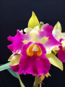 Rhyncholaeliocattleya Veronica Serra