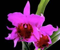 Rhyncholaeliocattleya Ultraviolet Joy