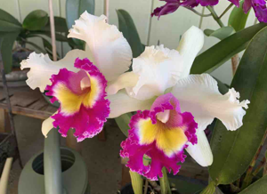 Rhyncholaeliocattleya Suzanne's Hallelujah