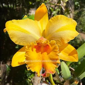 Rhyncholaeliocattleya Gisele