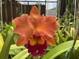 Rhyncholaeliocattleya Siam Aurora