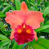 Rhyncholaeliocattleya Oriental Mambo