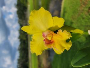 Rhyncholaeliocattleya Unconditional Love