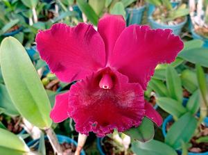 Rhyncholaeliocattleya Marie Medallion