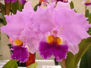 Rhyncholaeliocattleya Comet Pink