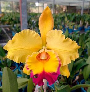 Rhyncholaeliocattleya Suzuki's Preciosa