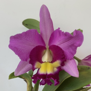 Rhyncholaeliocattleya Ho Hsing Walker