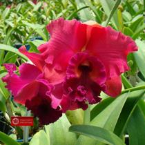 Rhyncholaeliocattleya Nobile's Bordeaux
