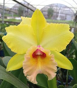 Rhyncholaeliocattleya Marie Constellation