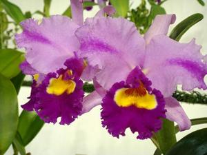 Rhyncholaeliocattleya Giant Beauty