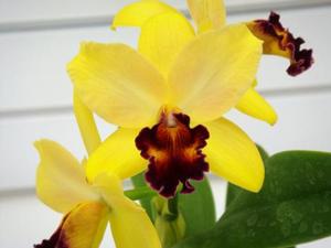 Rhyncholaeliocattleya Golden Harbor