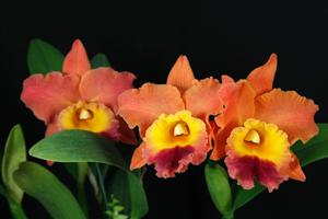 Rhyncholaeliocattleya Theresa Hill