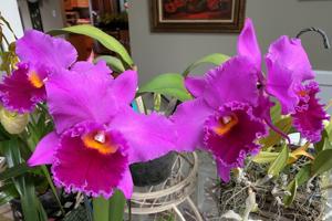 Rhyncholaeliocattleya Sarah Palin