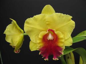 Rhyncholaeliocattleya Gerard Scalia