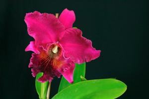 Rhyncholaeliocattleya Pacific Torch