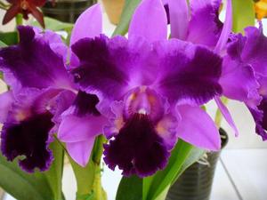 <i>Rhyncholaeliocattleya</i> Night Passion