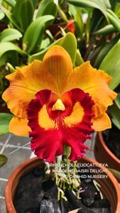 Rhyncholaeliocattleya Nakornchaisri Delight