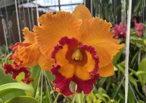 Rhyncholaeliocattleya Nakornchaisri Delight