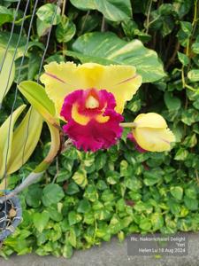 Rhyncholaeliocattleya Nakornchaisri Delight