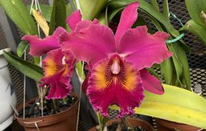 Rhyncholaeliocattleya Memoria Tara Butler