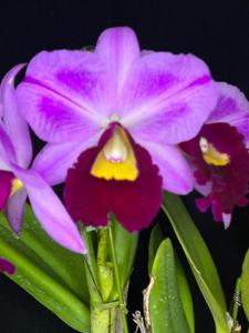 Rhyncholaeliocattleya Hsinying Baga