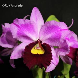 Rhyncholaeliocattleya Hsinying Baga