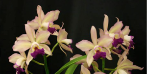 Rhyncholaeliocattleya Surprise Rainbow