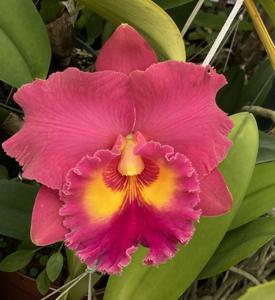 Rhyncholaeliocattleya Siam Red