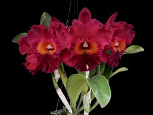 Rhyncholaeliocattleya Subprasert