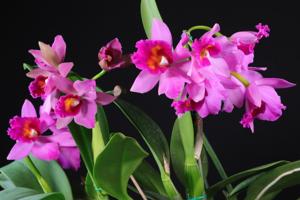 Rhyncholaeliocattleya Golden Dancer