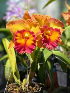 Rhyncholaeliocattleya Chomthong Fancy