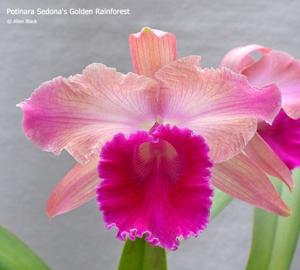 Rhyncholaeliocattleya Sedona's Golden Rainforest