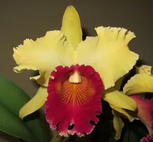 Rhyncholaeliocattleya Shining Tomorrow