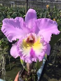 Rhyncholaeliocattleya Thaksina Pink