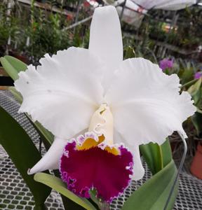 Rhyncholaeliocattleya Soh Ah Tee