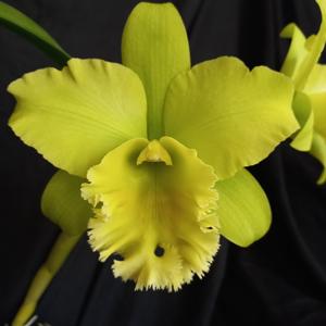 Rhyncholaeliocattleya Prapa Green