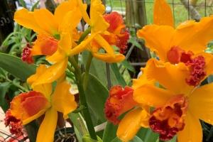 Rhyncholaeliocattleya Sky Scape