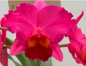 Rhyncholaeliocattleya Orchid Art