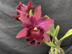 Rhyncholaeliocattleya Memoria Richard Nakanishi