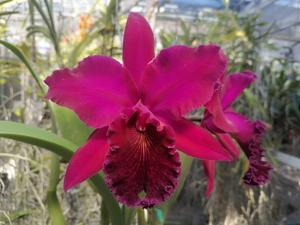 Rhyncholaeliocattleya Mariana Rodriguez Cheung