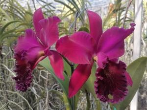 Rhyncholaeliocattleya Mariana Rodriguez Cheung