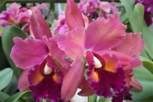 Rhyncholaeliocattleya Teruo Nagai